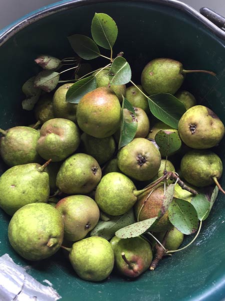 Picture of pears